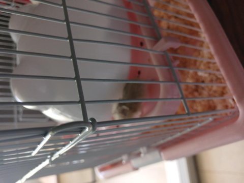 Hamster