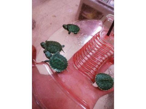 Su kaplumbağası kırmızı yanak bebekler