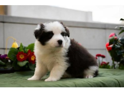 Border collie mükemmel yavrularımız