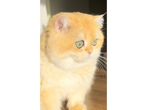 British shorthair pasha yeni ailesini arıyor
