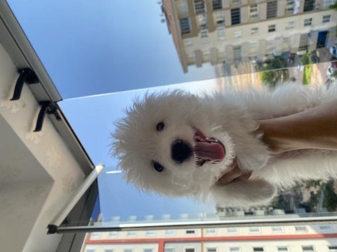 2.5 aylık erkek maltese terrier