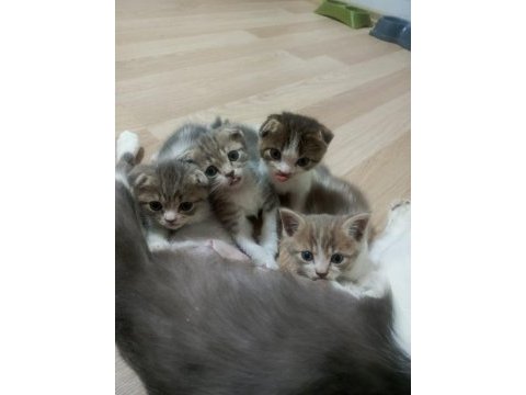 Scottish fold yavrularımız