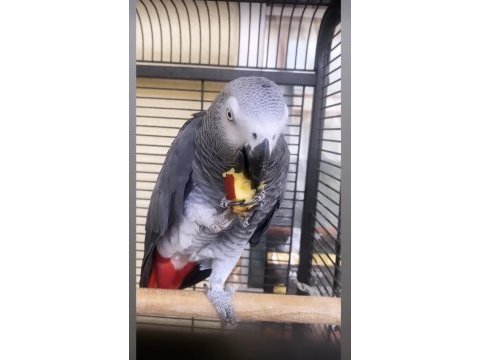 Evcil konuşan jako papağanı ev ortamında büyümüş