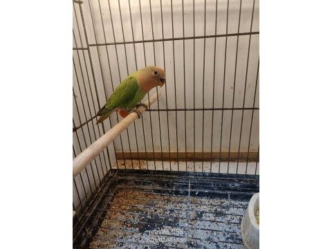 Bebek sevda papağanı yavruları