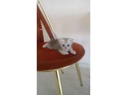 Yavru kedilerim sahiplendiriyorum mama karşılığında