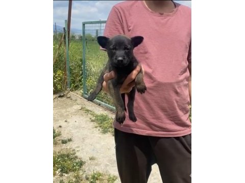 Koyu maskeli a kalite malinois yavrular