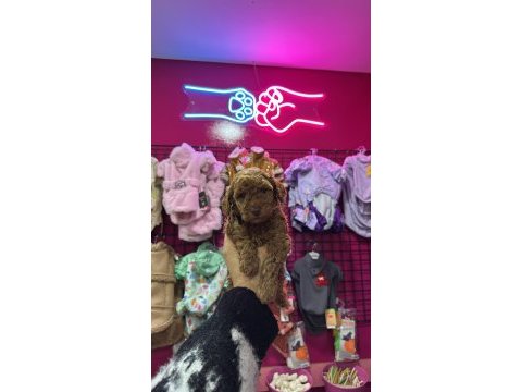 Red brown toy poodle ırk ve sağlık garantili yavrular