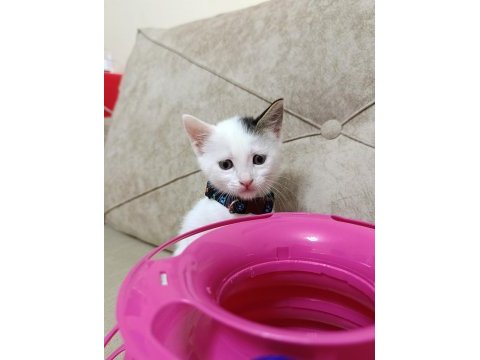 Prenses kedimizin şansı dönsün
