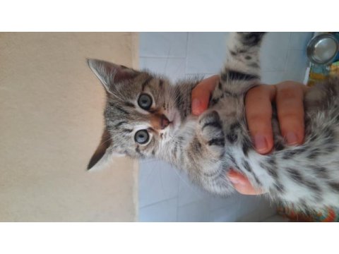 Yavru kedimiz