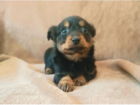 Mini pinscher longhair yavrum