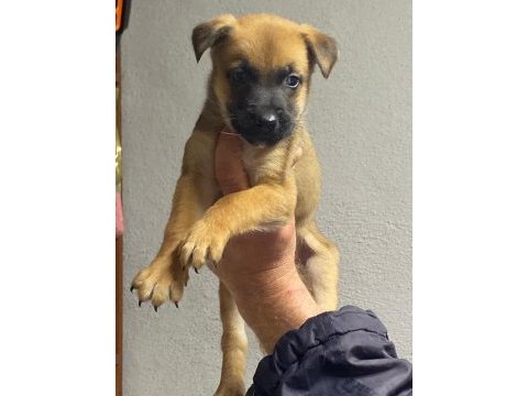 Siyah maskeli belçika kurdu bebekler