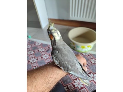 Scottish blue point british blue point