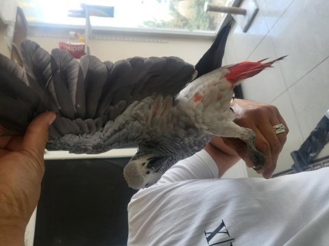 6 aylık bebek jako foktor