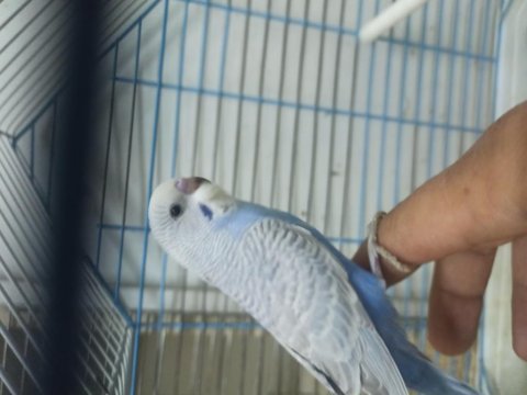Bebek yavrular ve çeşitli yetişkinler