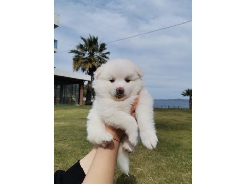 2 aylık pomeranian yavrular
