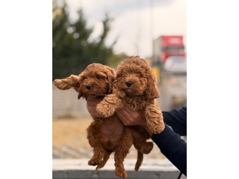 A kalite toy poodle dişi erkek yavrular