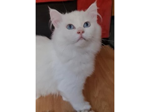 3--4 aylık chinchilla beyaz yavrular