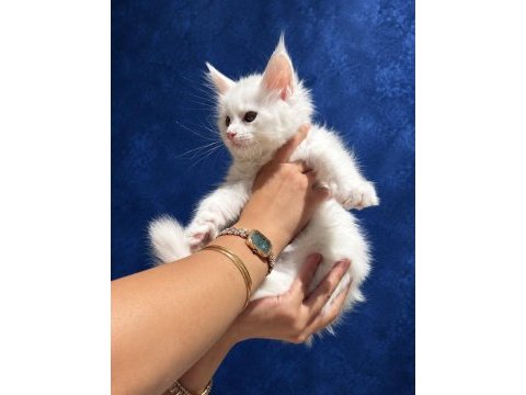 Xxxl bembeyaz maine coon yavrularımız