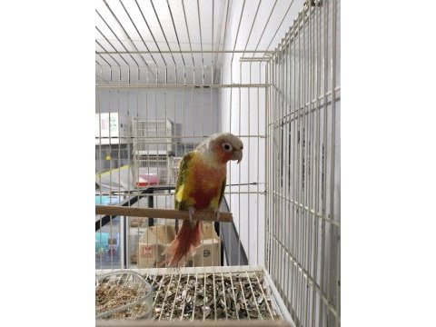 Pineapple conure papağanı 7 aylık