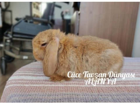 Cüce lop/miniatur lop cüce tavşan çiftliği