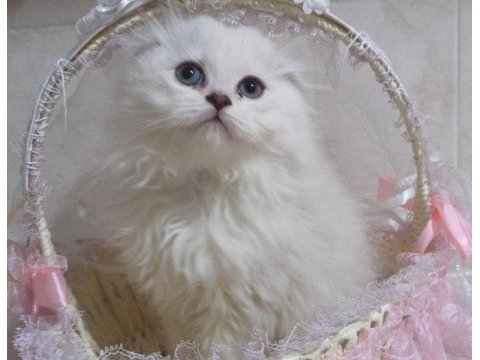 Kayseri'de tek scottish fold