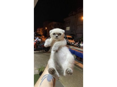 Kitten blue point scottish fold