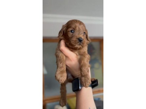 F1 maltipoo bebekler