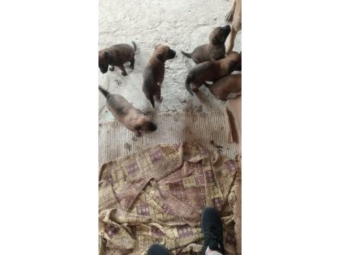Son kalan belçika kurdu yavruları acele eden alır
