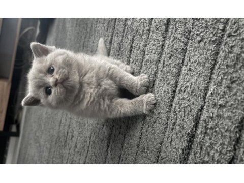 Süper kalite teddy bear british shorthair