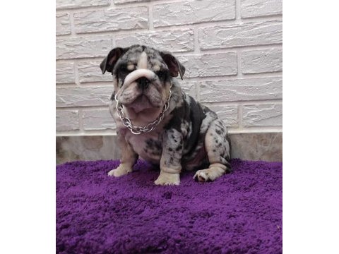 Sitenin en güzel ingiliz bulldog bebekleri
