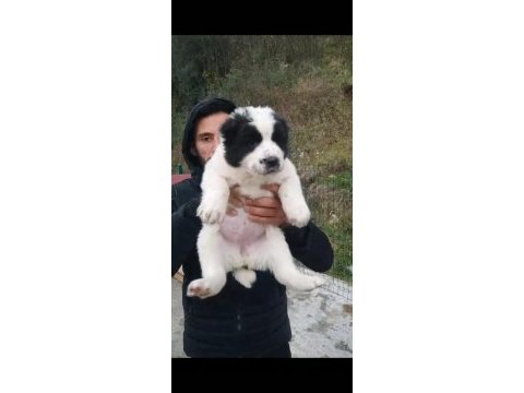 Dikkat çeken alabay yavruları