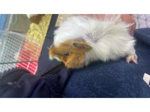 Yavru guinea pigimi sahiplendiriyorum