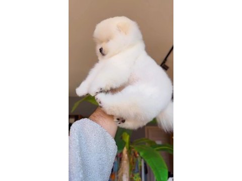 Pomeranian boo köpeğimiz