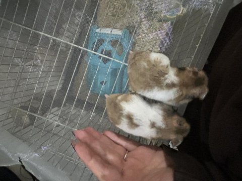 Son üç hamster miniğimiz