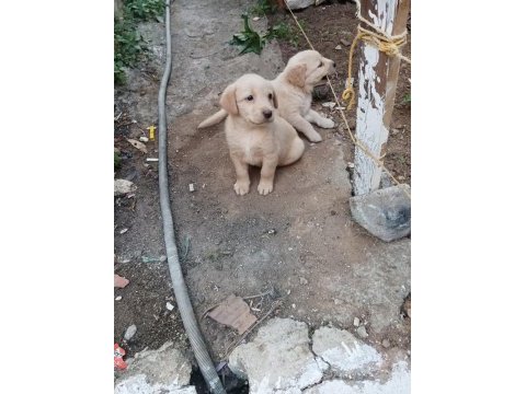 Yazın vazgeçilmez golden retriever meyveleri