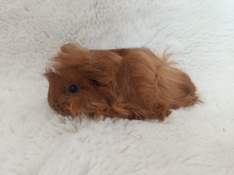 Guinea pig bebekler