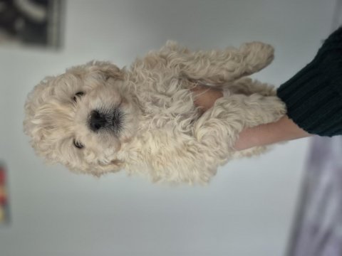 Maltipoo yavrum 55 günlük