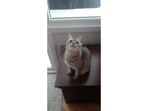 Black golden british shorthair