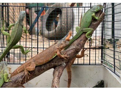 İguana yeşil ve mavi renk yavrularımız