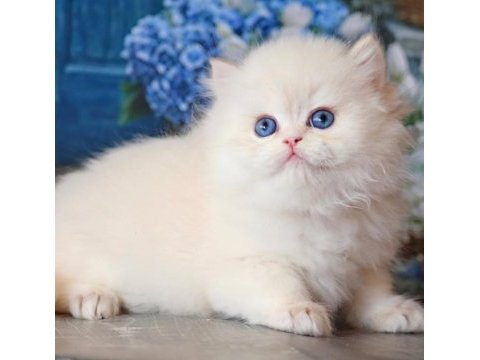İpeksi tüylü silver british longhair 