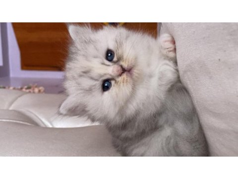 British longhair/ british shorthair