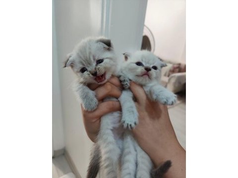 Yavru scottish fold kediler
