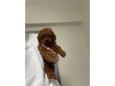 Red brown erkek poodle yavrular