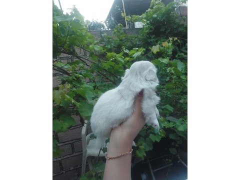 Yavru pekinez köpekler
