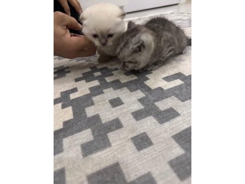 Evcil yavru british shorthair