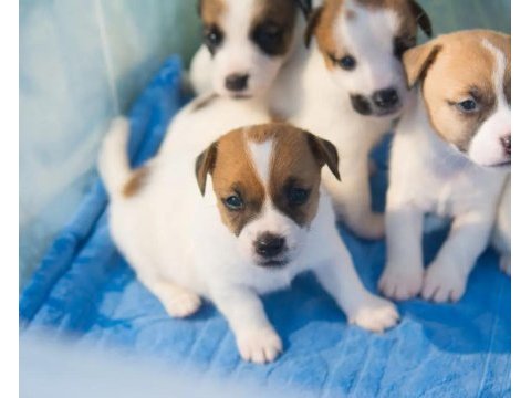 Jack russel yavruları