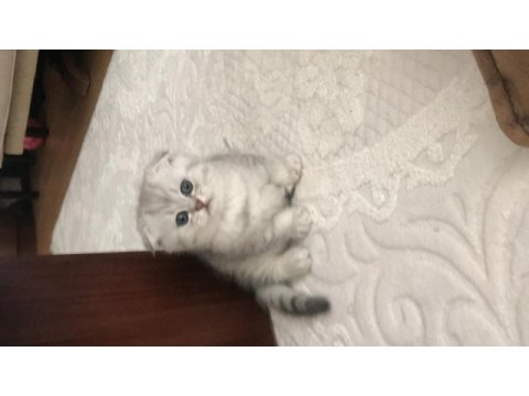 Scottish fold silver ayı surat