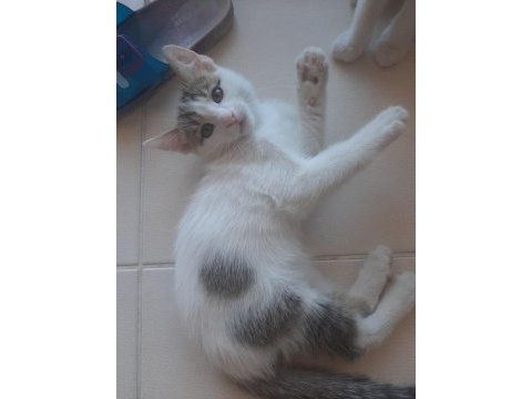 Oyuncu sevimli iki tane yavru tekir kedi sahiplendirme