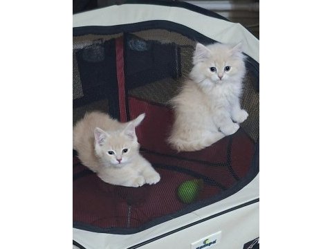 Birbirinden guzel british longhair yavrular