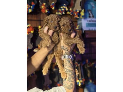 Dev poodle seçkin yavrular